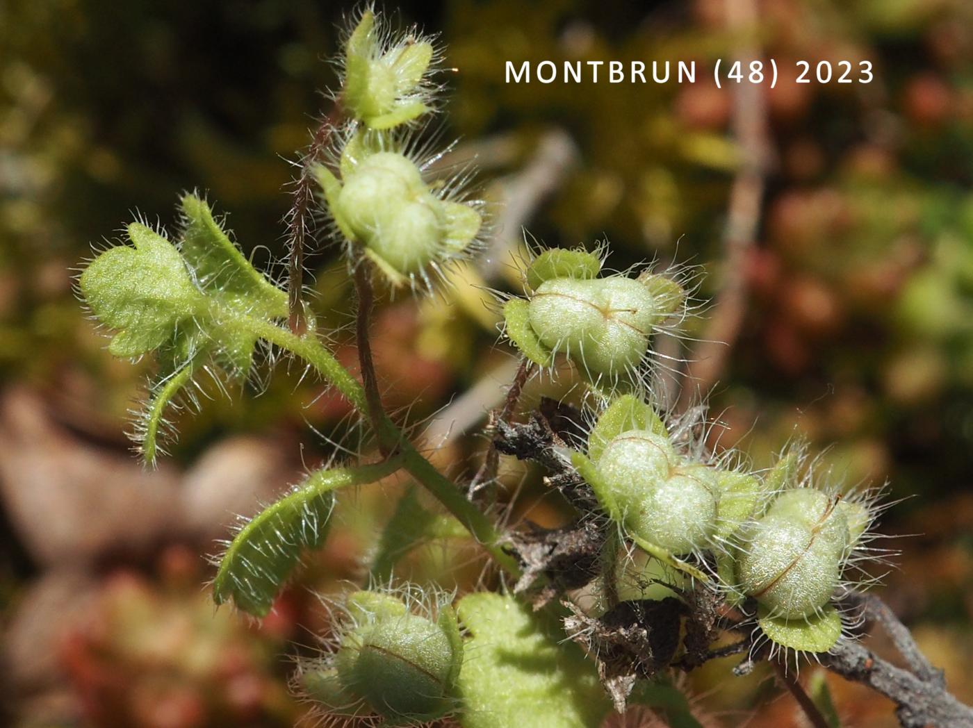 Speedwell, Pale fruit